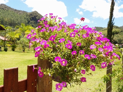 Nature flower plant flowering Photo