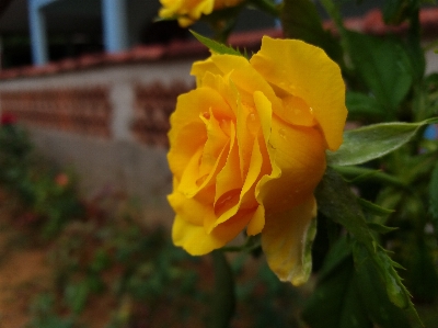 Nature flower flowering plant julia child rose Photo