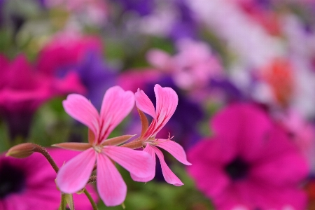 Flower spring nature flowering plant Photo