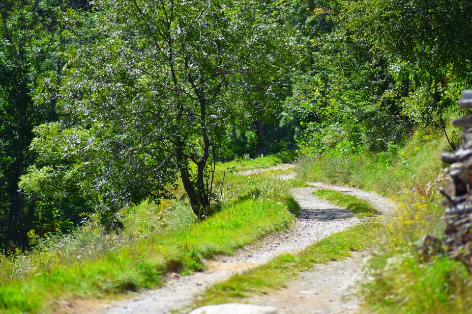 Mountain road nature tree