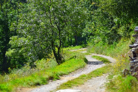 Mountain road nature tree Photo