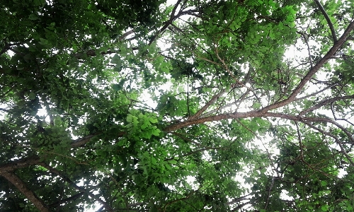 Nature trees tree branch Photo