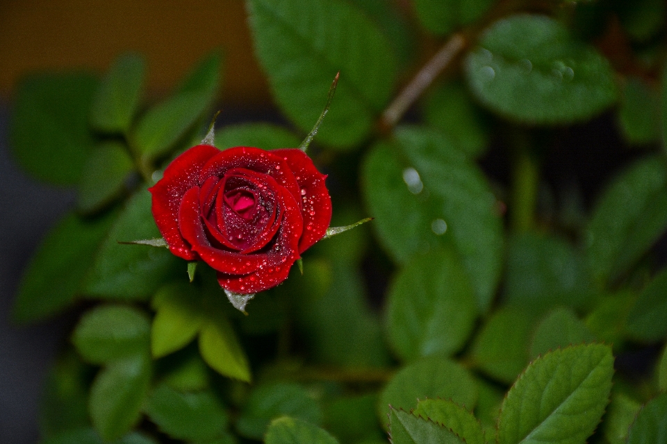 Rosa fiore rosso foglie