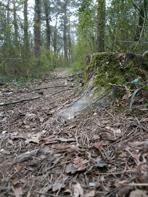 Odun ağaç orman yol