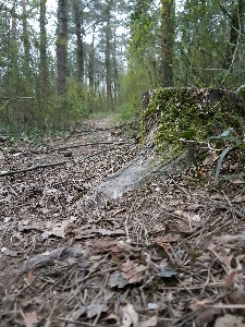 Photo Bois arbre forêt chemin