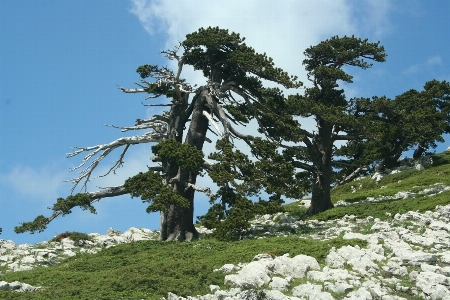 Nature tree plant vegetation Photo