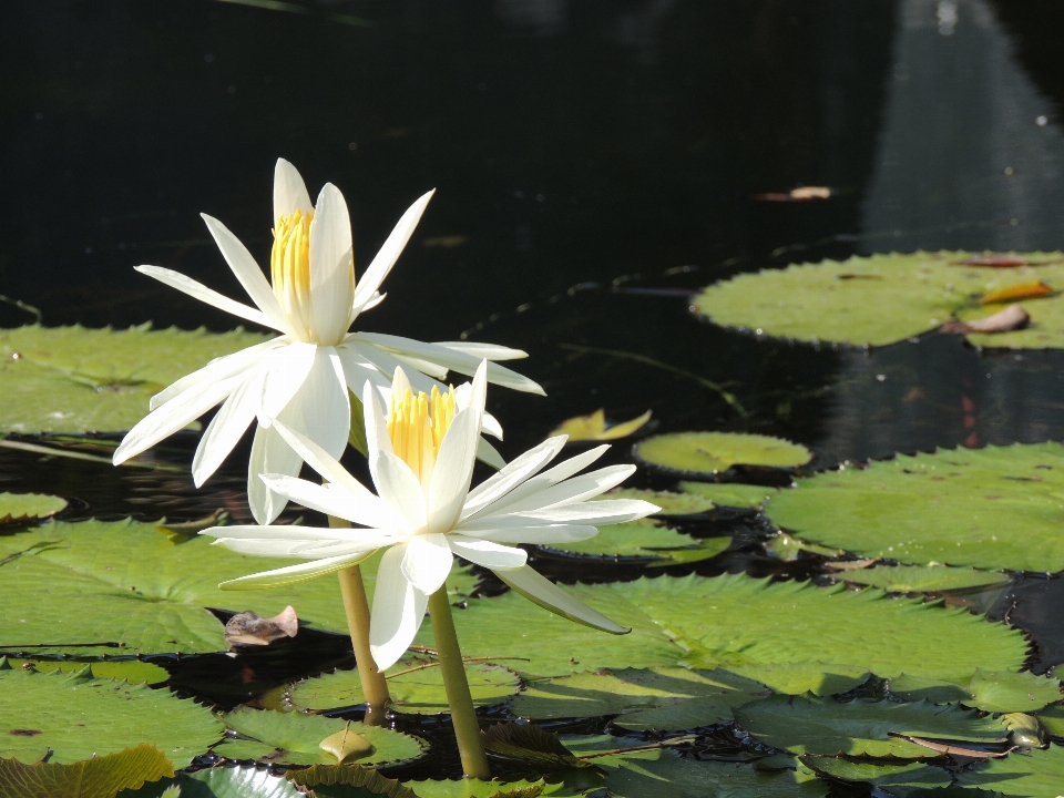 Fleurs nénuphar blanc parfumé
 fleur plante aquatique
