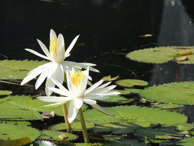 フラワーズ 香りのよい白い睡蓮
 花 水生植物
 写真