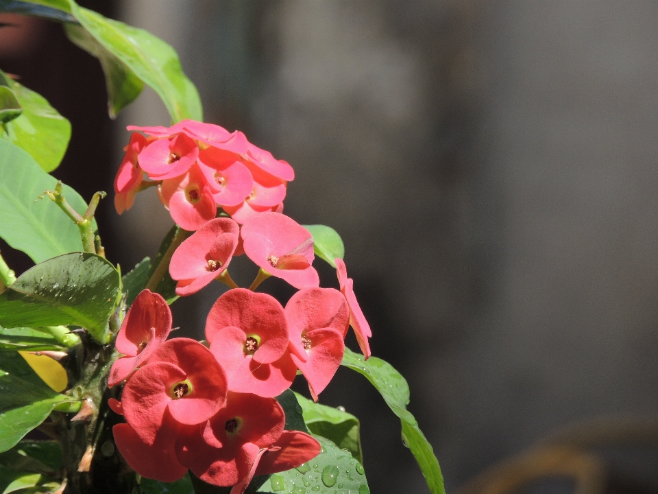 Fleurs fleur rose usine