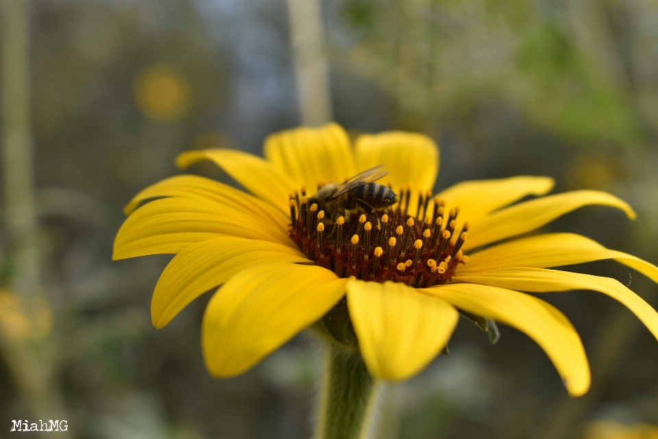 Girassol amarelo abelha natureza