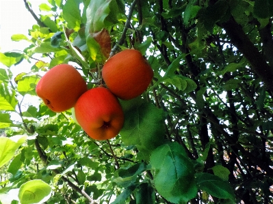 Foto Apple albero verde foglie