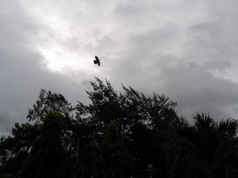 Bird sky cloud atmospheric phenomenon