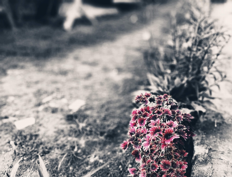 Fiore rosso nero bianco e nero
