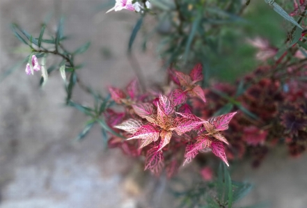 Foto Alam daun-daun daun merah