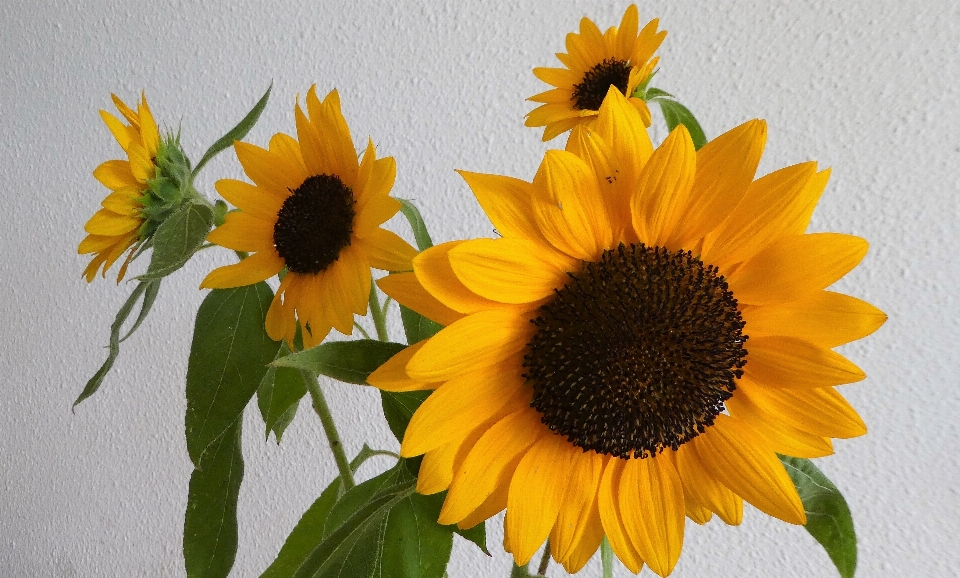 Natura fiore girasole pianta fiorita
