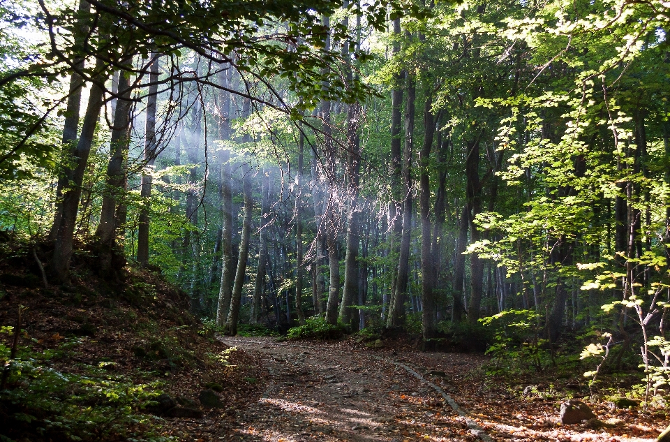 Forest sun spring light