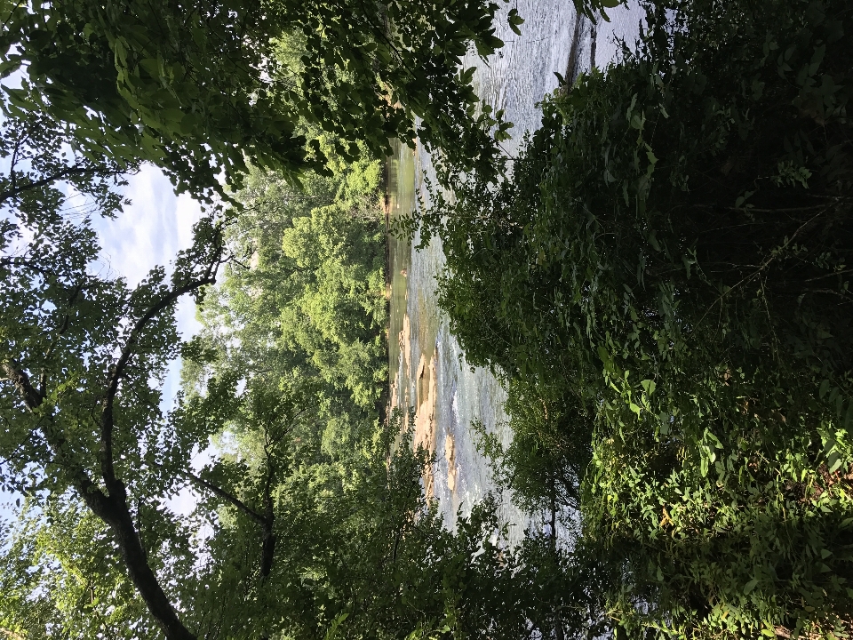 Alberi natura albero vegetazione