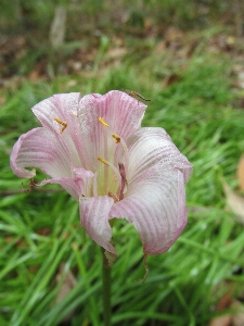 Foto Fiore rosa pianta fiorita
 petalo