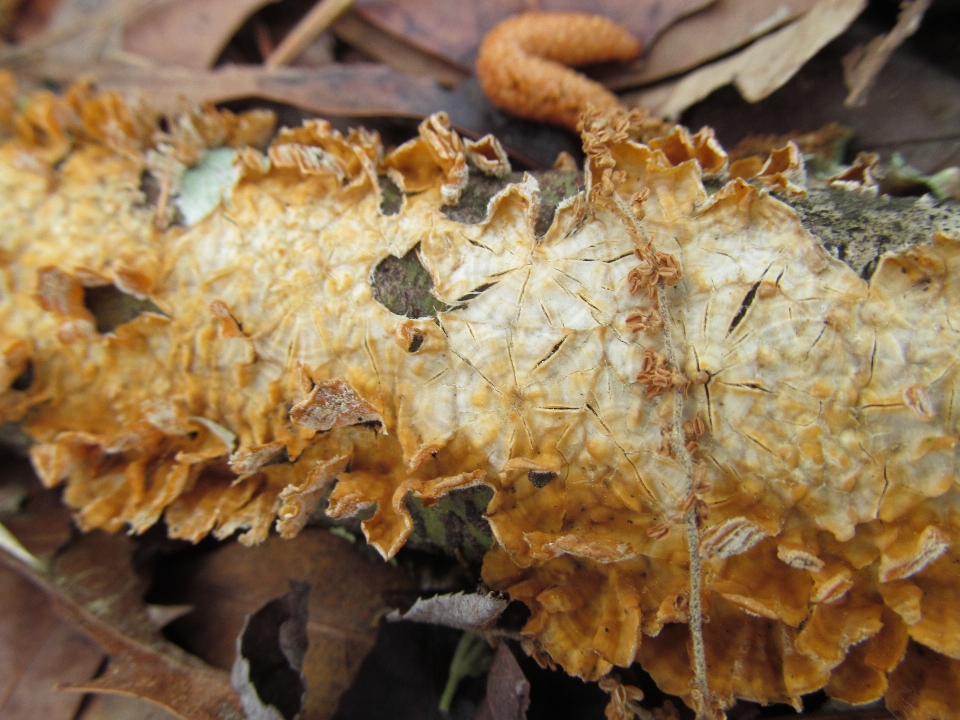 Outdoors landscape fungus hen of the wood