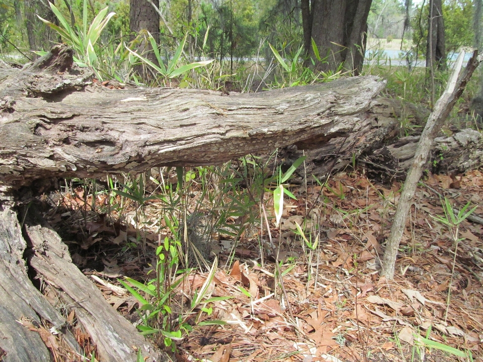 Outdoors landscape tree trunk