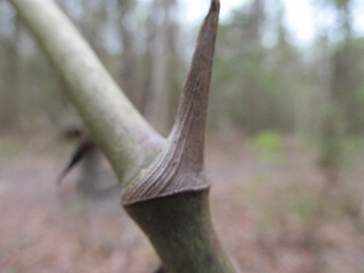 Outdoors landscape plant stem branch Photo