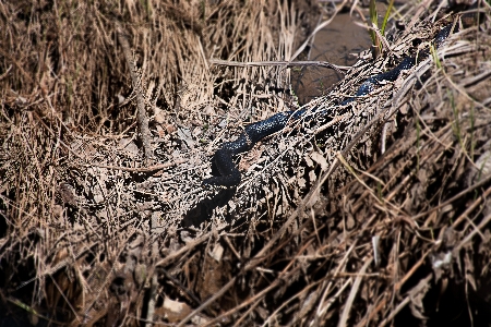 Foto Césped crocodilia
 familia de las gramíneas
 paja