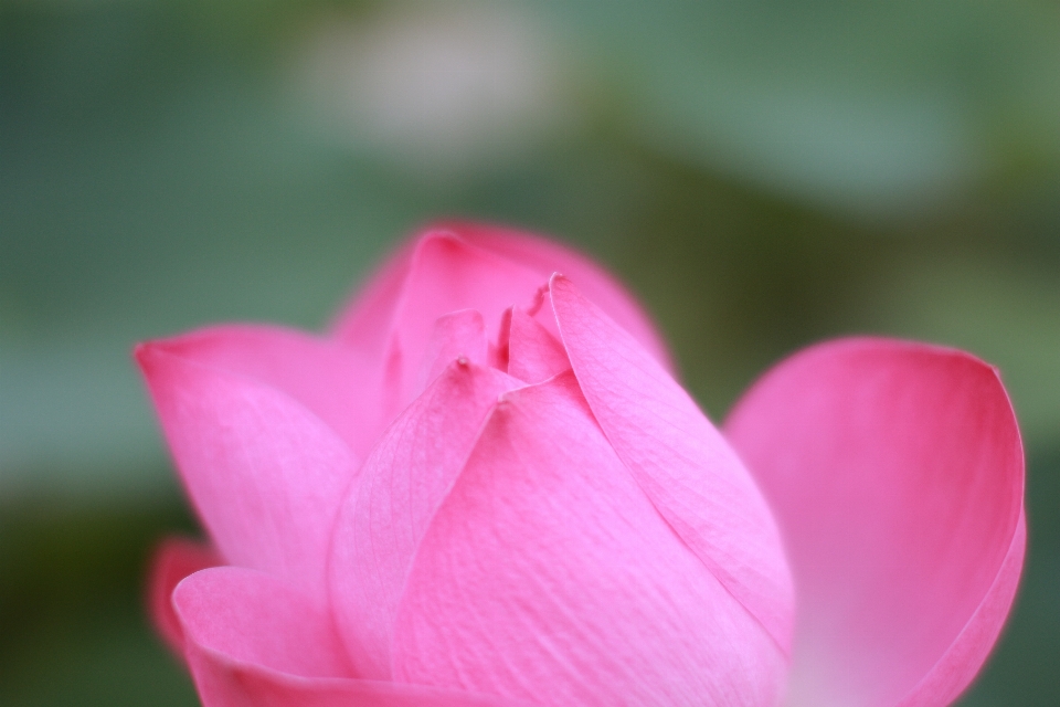 Lotus flowering plant petal pink