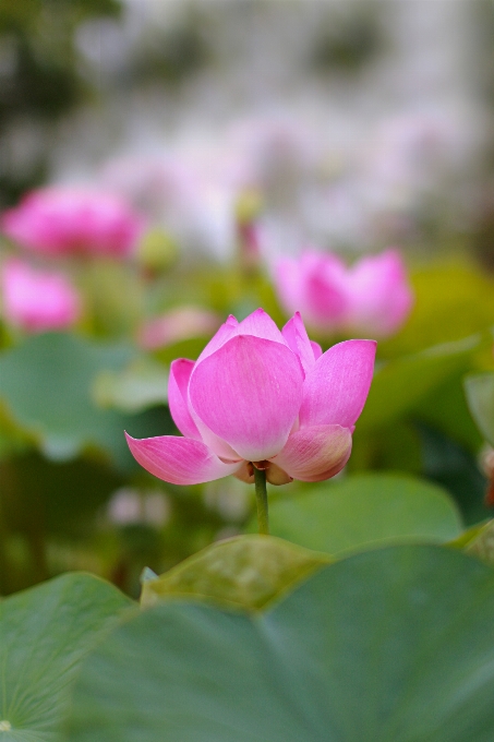 ロータス 花 開花植物
 神聖な蓮
