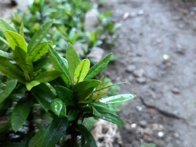 緑 観葉植物 植物 花 写真