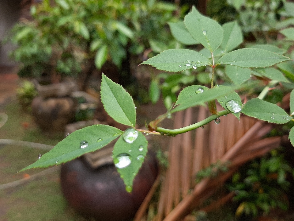 Green houseplant plant flower