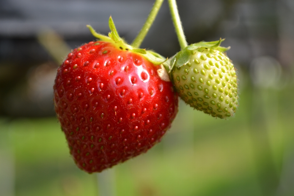 Truskawki owoc wiosna żywność naturalna
