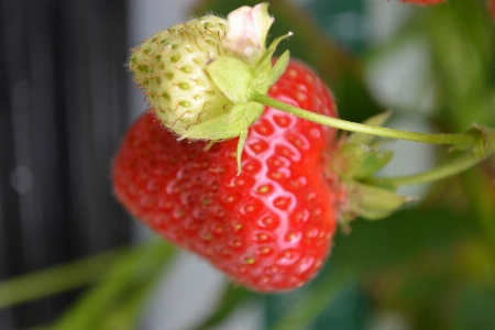 Strawberries fruit spring strawberry Photo