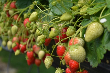 Strawberries fruit red spring Photo