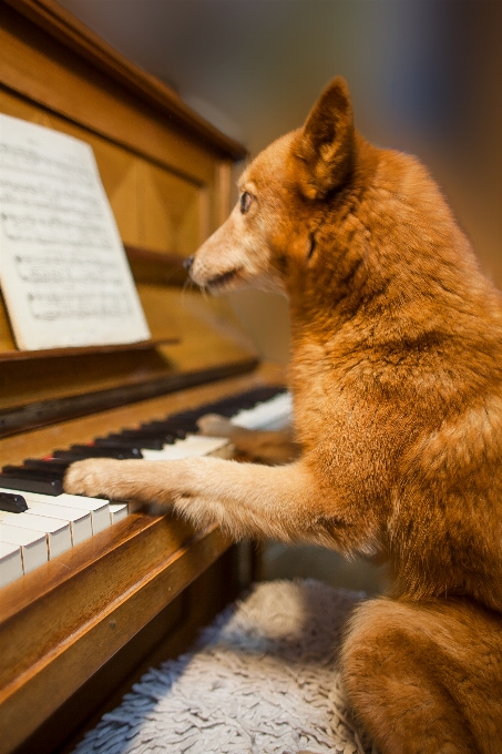 Anjing piano musik peliharaan