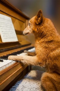 Foto Cane pianoforte musica animale domestico