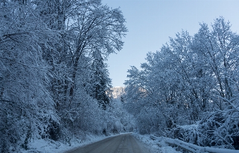 Cold snow trees path Photo