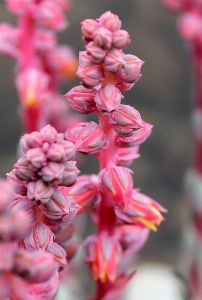 Flower pink venezuela andes Photo