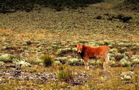 Cow venezuela merida andes Photo