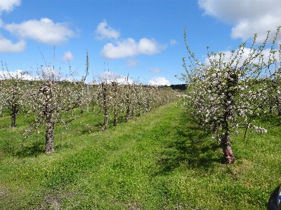 Nature tree land lot plant Photo