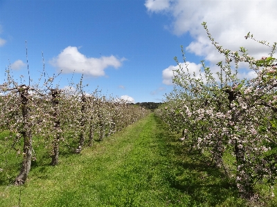 Nature tree spring plant Photo