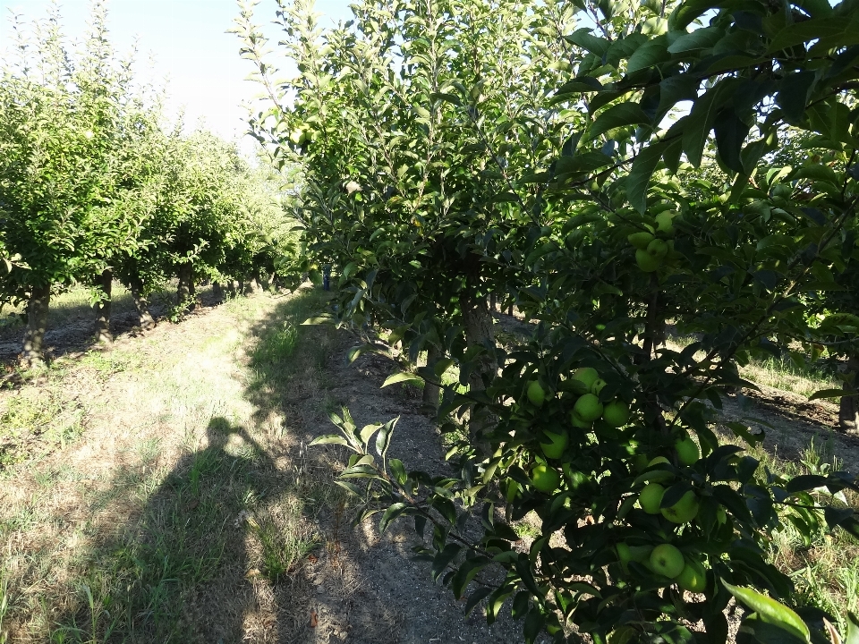 Natura albero pianta legnosa
