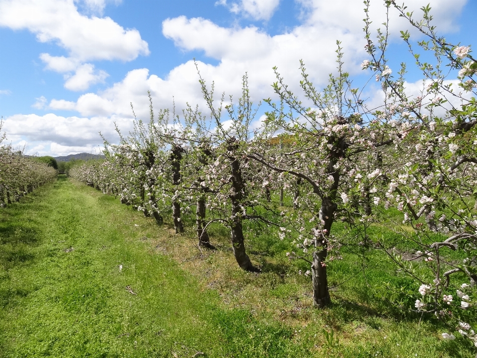 Natur baum anlage holzige pflanze
