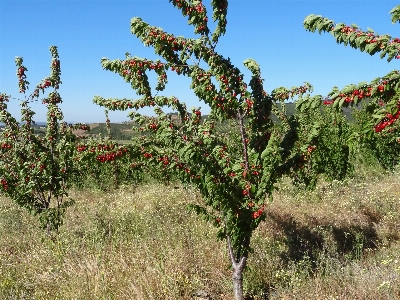 Nature plant flower tree Photo