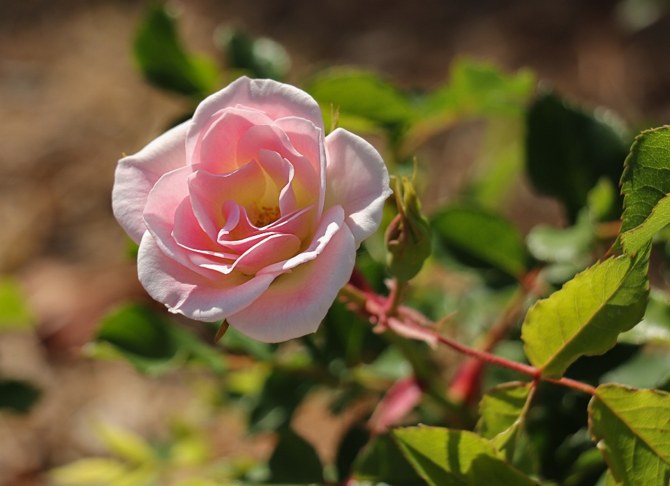 Rosa flower flowering plant pink