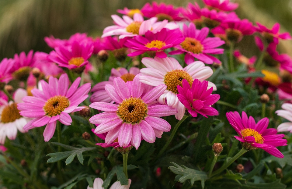 Blume blühende pflanze
 margeriten-gänseblümchen
 blütenblatt