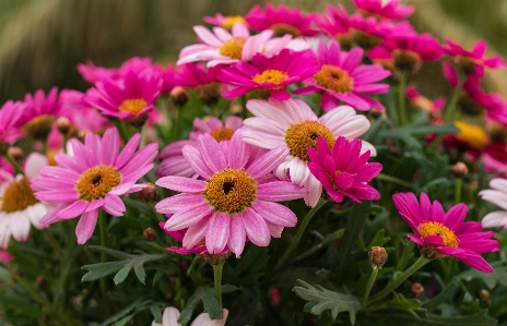 Blume blühende pflanze
 margeriten-gänseblümchen
 blütenblatt Foto