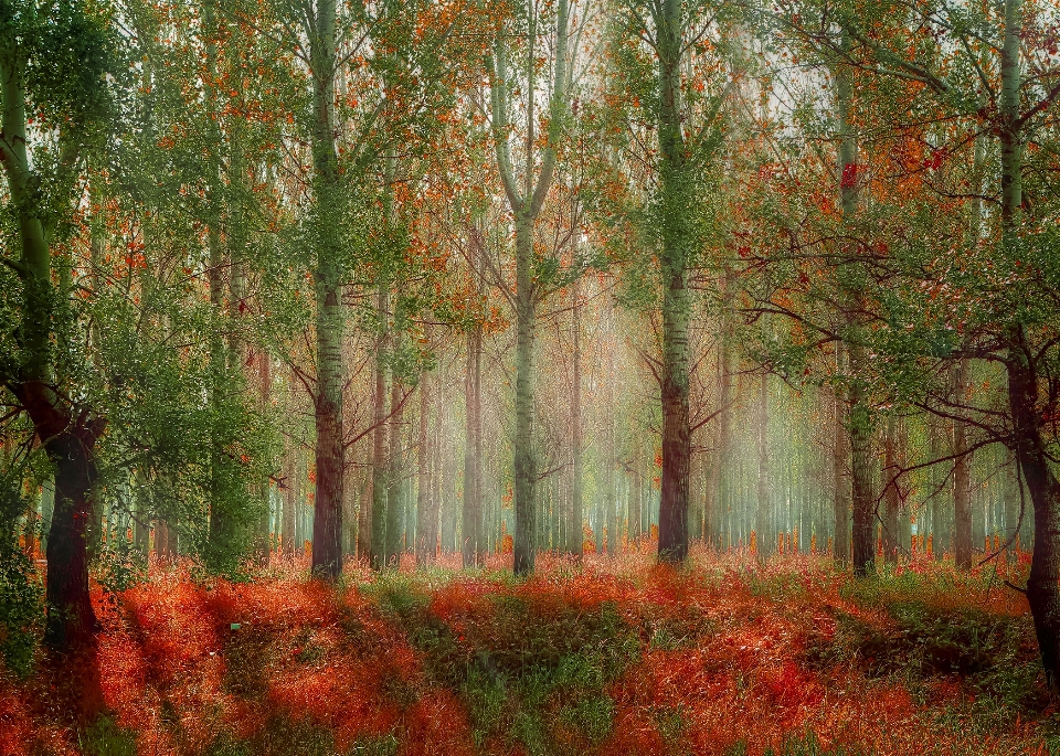 Paesaggio albero foresta naturale
 all'aperto