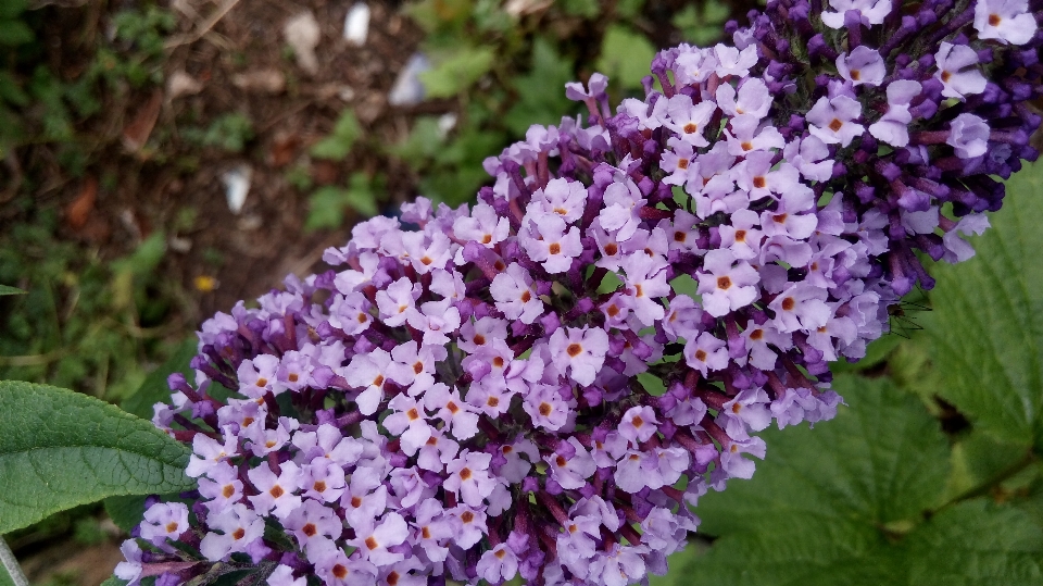 Bunga cantik kebun tanaman berbunga
