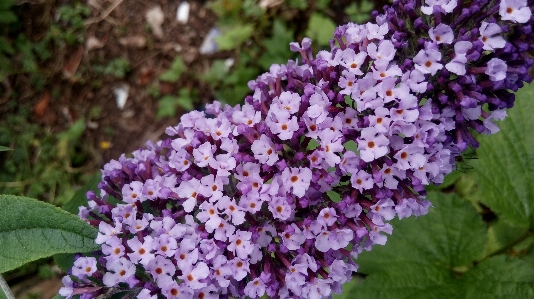 Flower beautiful garden flowering plant Photo