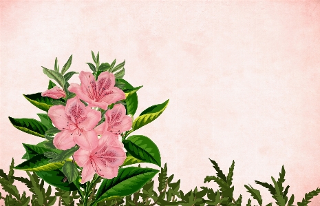 Flower floral background pink Photo